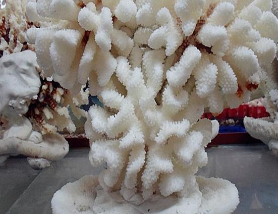 白珊瑚的价格(白珊瑚可以买卖吗)