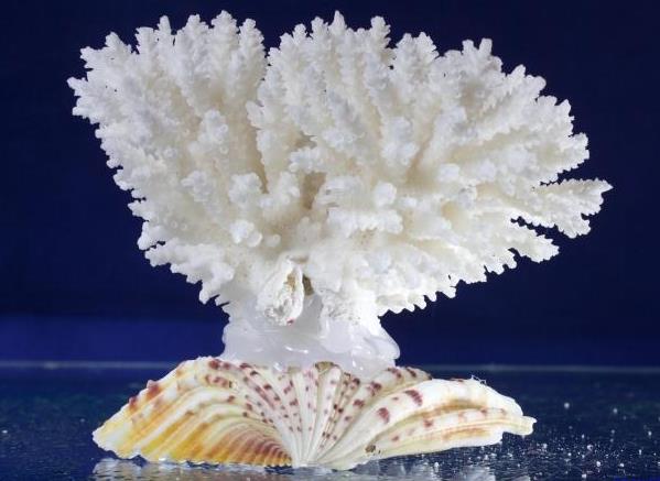 白珊瑚的功效与作用是什么？