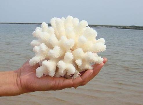 白珊瑚的鉴别方法？
